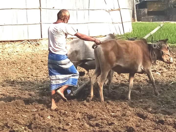 ঠাকুরগাঁয়ে বিলুপ্তপ্রায় লাঙ্গল দিয়ে হাল চাষ!