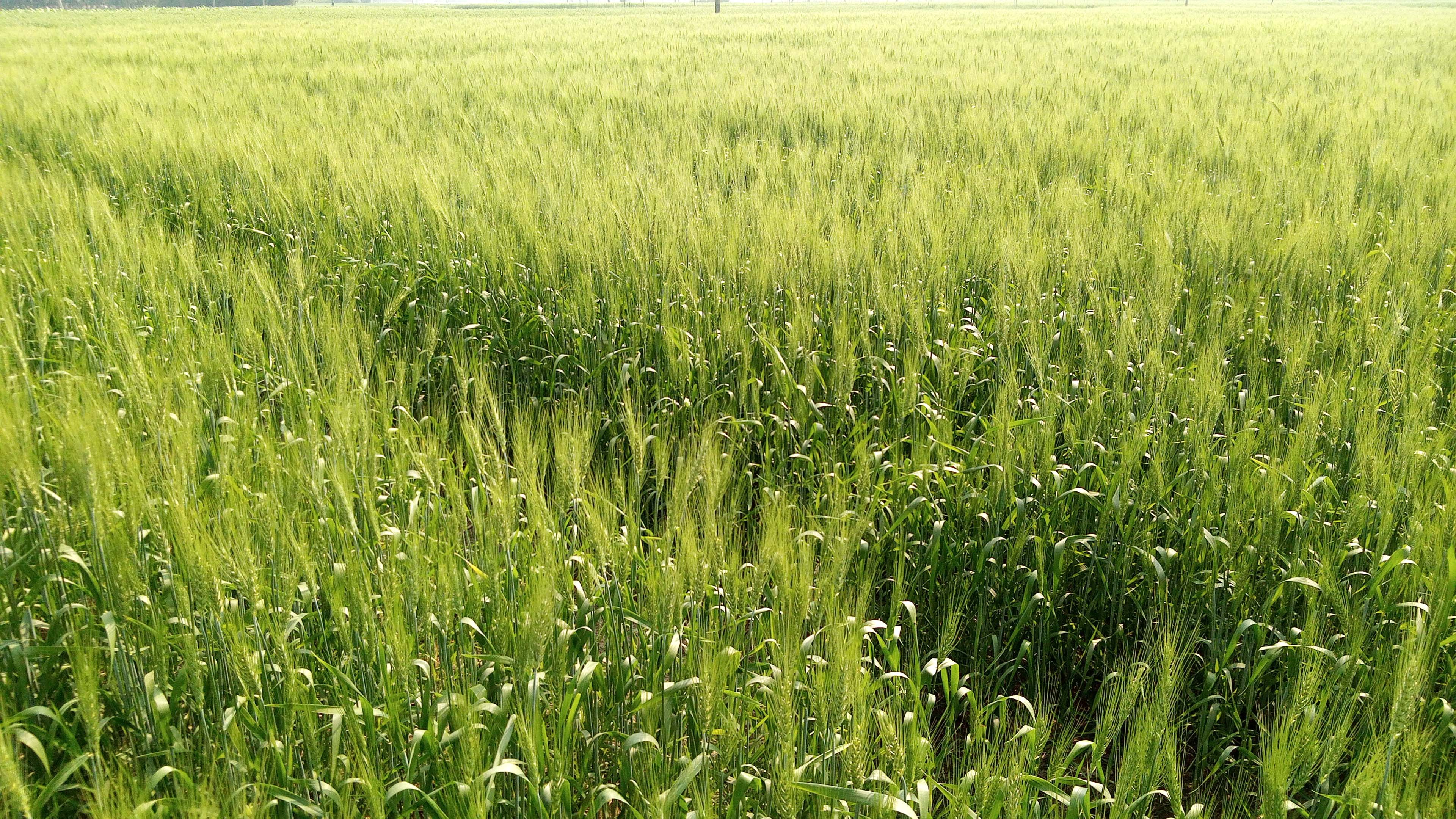 ঠাকুরগাঁওয়ে গমের বাম্পার ফলনের প্রত্যাশা