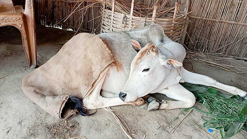 অজ্ঞাত রোগে এক গ্রামে দুই মাসে শ’খানেক গরুর মৃত্যু
