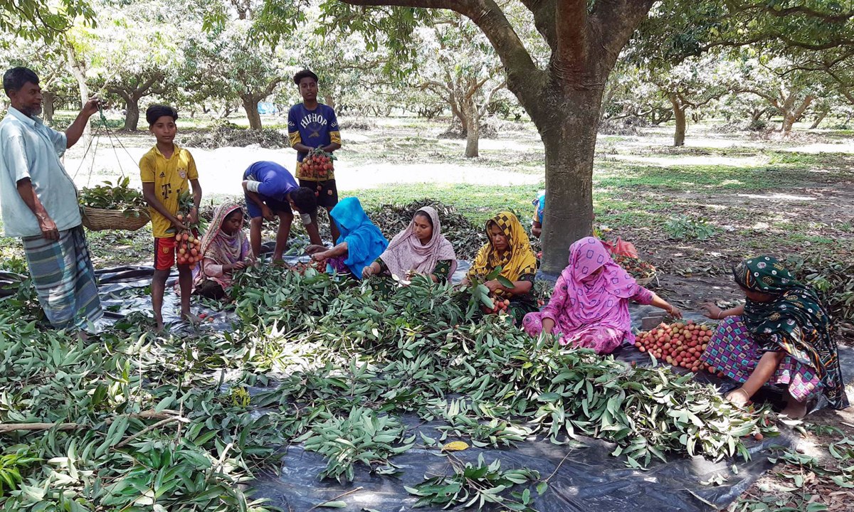 ঠাকুরগাঁওয়ে লিচুর বাম্পার ফলন: ভাল দাম পেয়ে খুশি বাগানীরা