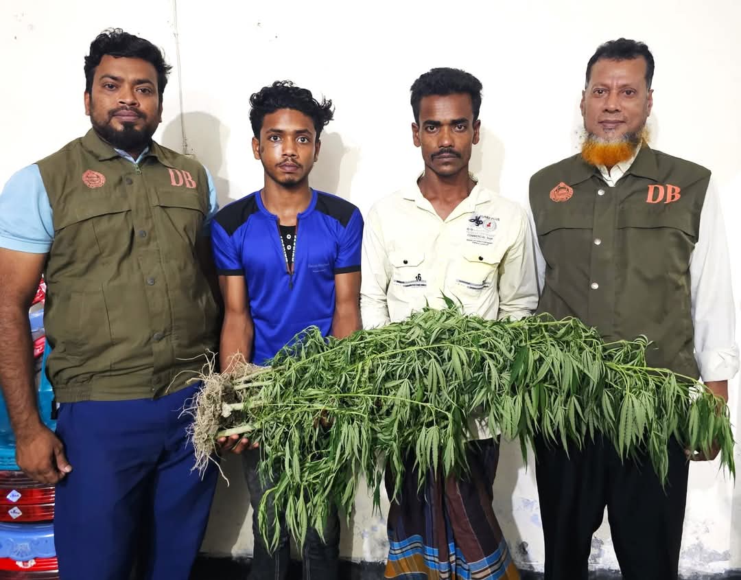নলছিটিতে ১৪টি গাঁজার গাছসহ দুইজন আটক
