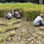 কাপাশিয়ায় বোরো ধান কাটা ও মাড়াইয়ে ব্যস্ত কৃষক