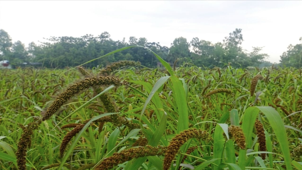 তিস্তার চরে হারিয়ে যাচ্ছে কাউনের সবুজ মাঠ