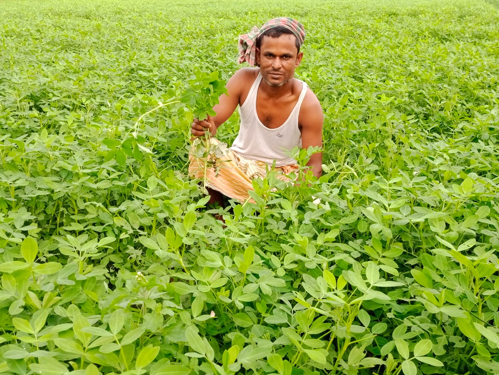 তিস্তার চরে বাদামের বাম্পার ফলনের আশা করছেন কাউনিয়ার কৃষকরা