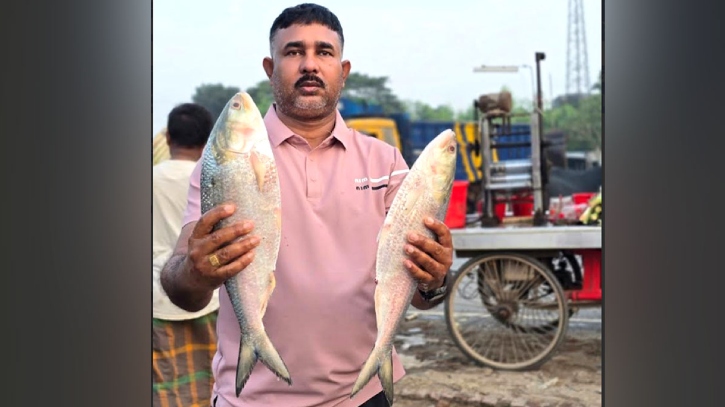 পদ্মার দুই ইলিশ, ১৯ হাজার ৭০০ টাকায় বিক্রি!