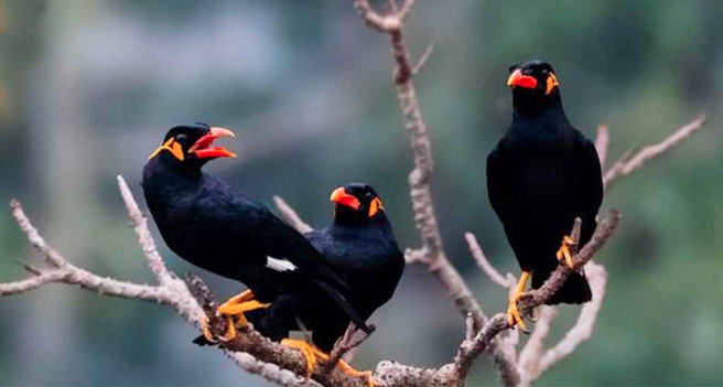 যে কারণে কাতারে আটক করা হয়েছে ৪৫ হাজার ময়না পাখি