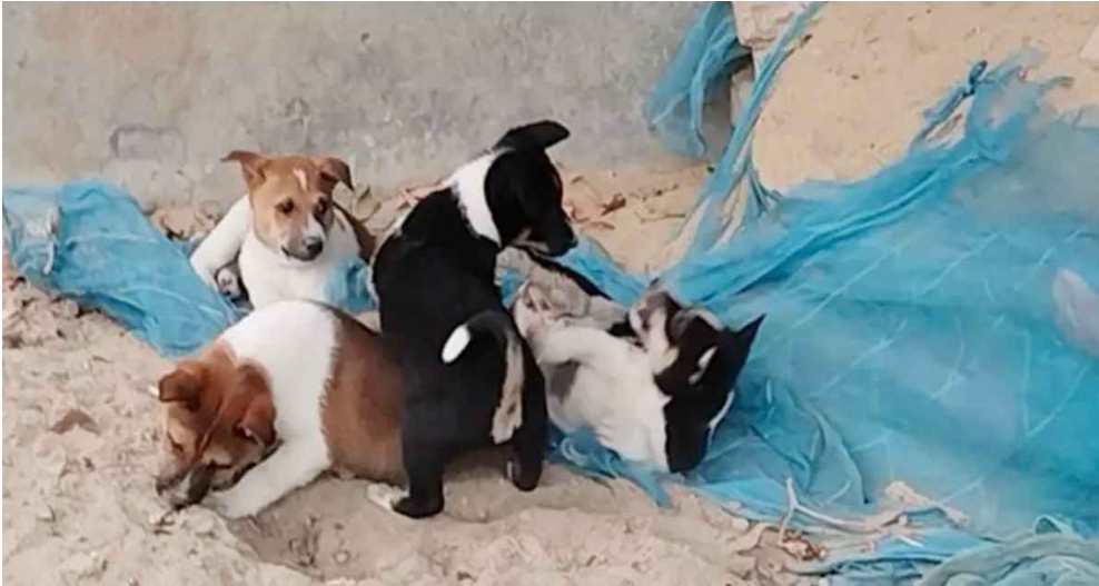 ছয় ছানা রেখে মা কুকুরের নৃশংস হত্যা