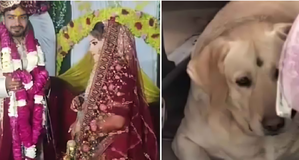 কনের পোষা কুকুরকে কেন্দ্র করে বিয়ের অনুষ্ঠানে সংঘর্ষ, বিয়ে বাতিল