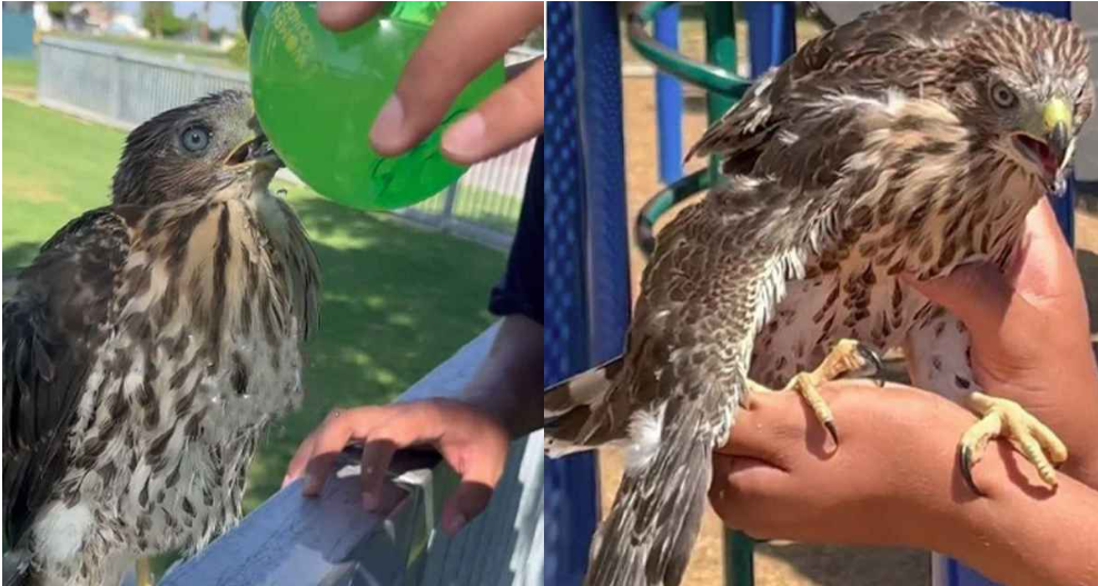 বাজপাখিকে মদ খাওয়ানোয় ব্যক্তির কারাদণ্ড
