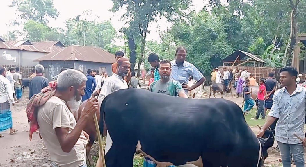 ময়মনসিংহের তারাকান্দা কামারিয়া বাজারে জমে উঠেছে কোরবানির পশুর হাট