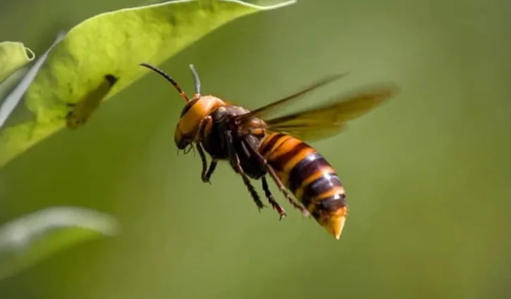 ভিমরুলের কামড়ে বৃদ্ধের মৃত্যু, হাসপাতালে ২ জন!