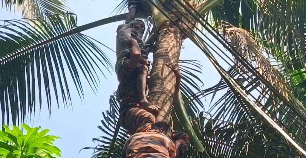 নারকেল গাছের চূড়ায় ওঠার পর অজ্ঞান হলেন বৃদ্ধ, উদ্ধার কাণ্ড যেভাবে হল